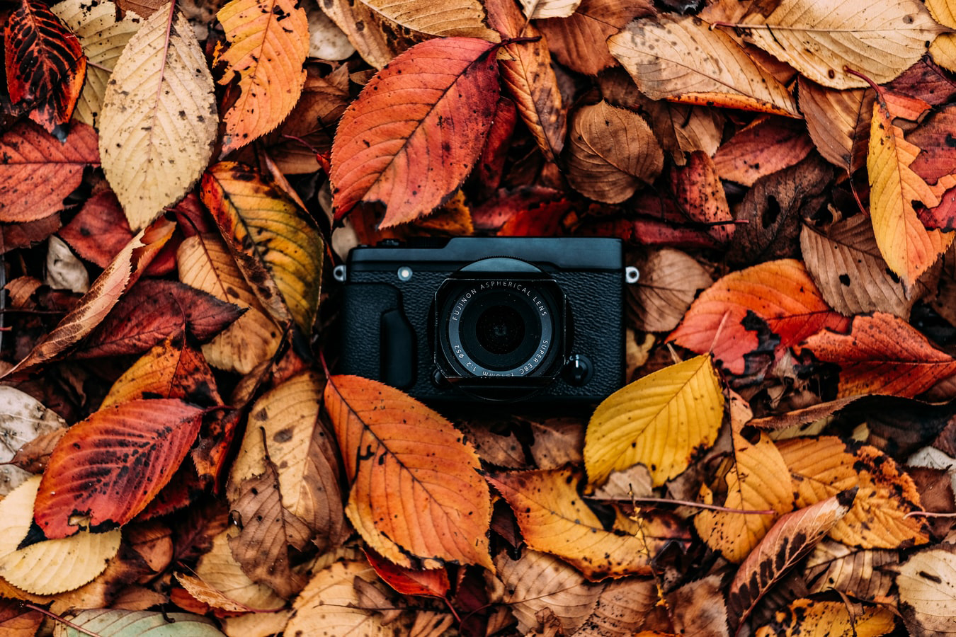 Fall Photography