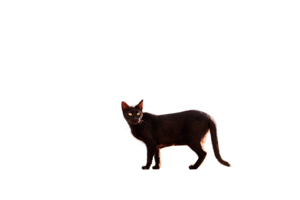 Google slider white background