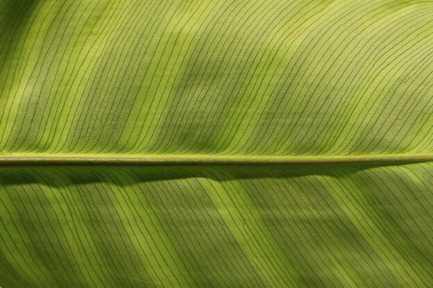 Natural Textures Are Eye-Catching