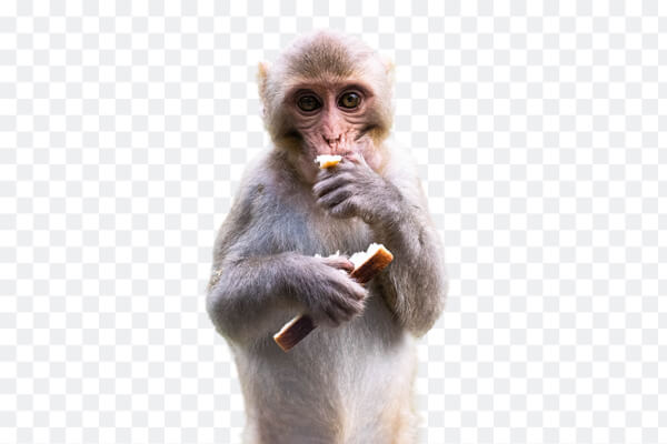 Removed Background Automatically